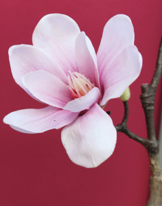 5850 705 a3 Искусственное цветущее дерево магнолии, горшечное, 210 см, бело-розовое H-andreas