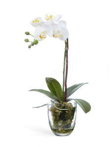 10.0611066WHGL40 Орхидея Фаленопсис белая с мхом, корнями, землёй Цветочная коллекция