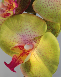 2581 805 a3 Искусственная орхидея Phalaenopsis, 103 см, real touch, зелено-роза H-andreas