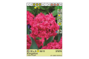 18441505 Луковица Тюльпан Кингстон 10/11 розовый, 5 шт. 37076 HBM
