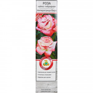 18346261 Розы чайно-гибридные «Императрица Фара»