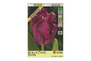 18441487 Луковица Тюльпан Горилла 11/12 фиолетовый, 5 шт. 12152 HBM