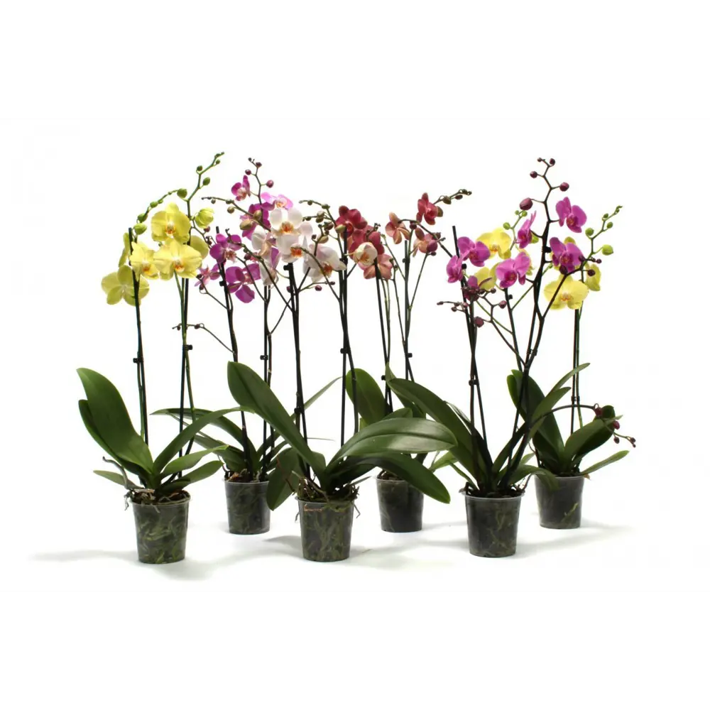 Santreyd Фаленопсис микс - изящная орхидея с двумя стволами для дома 89387401 STLM-1494020