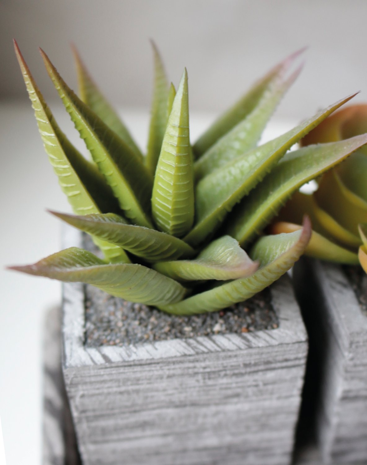 6453 883 a3 Пластиковый микс суккулентов, 3 штуки на миске, 19 x 7 x 11 см, зеленый H-andreas 