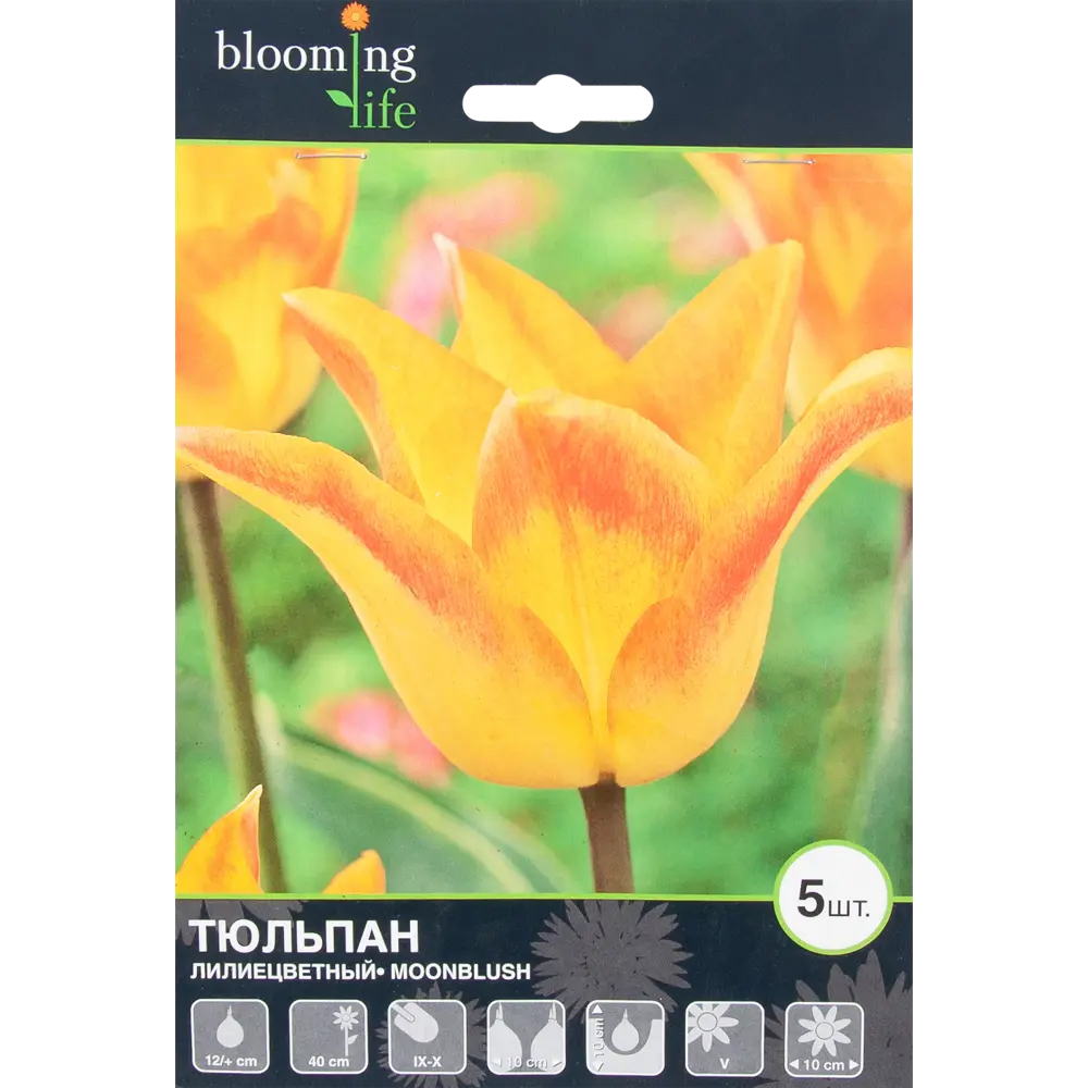 Тюльпан «Мунблаш» размер луковицы 12, 5 шт BLOOMING LIFE STLM-2017352