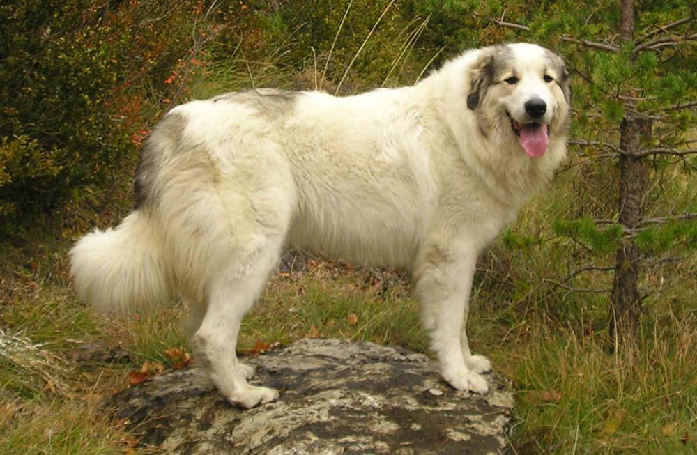 Пиренейская горная собака: порода, стандарты, содержание, здоровье и уход [Собаки Dogs]