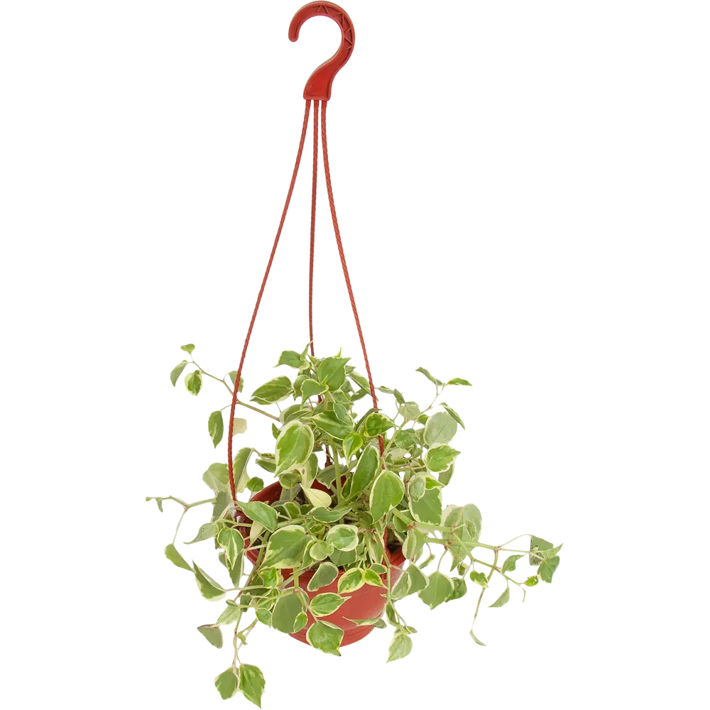 Santreyd Пеперомия лазящая - комнатное растение для любого интерьера 82560388 STLM-0029929