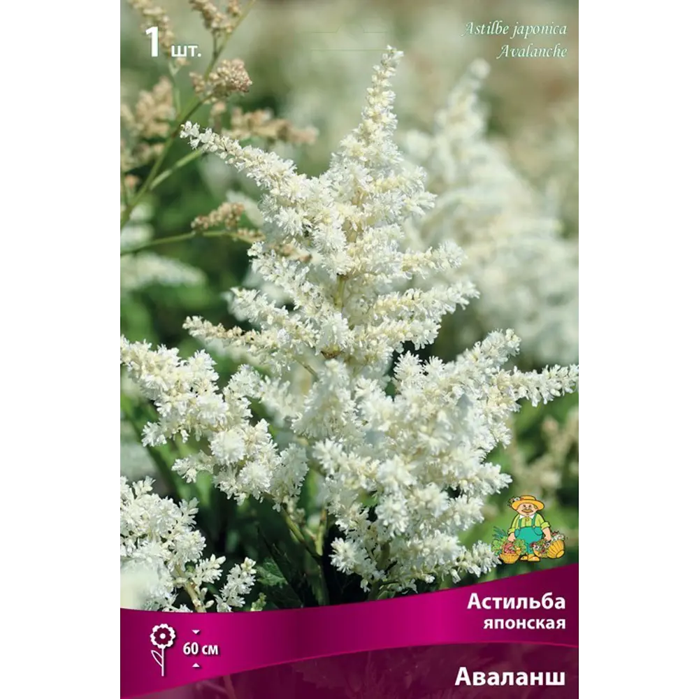 Астильба японская «Аваланш», размер луковицы I Santreyd STLM-2130807