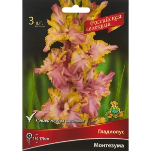 Гладиолус Монтезума, 3 шт 86410012 STLM-2147627
