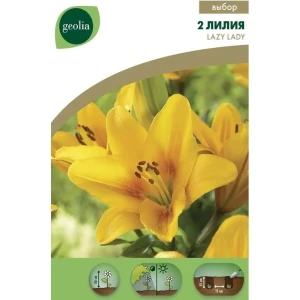 Лилия Lazy Lady Geolia, 14/16