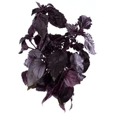 Базилик красный Santreyd 1877 - Вид №1