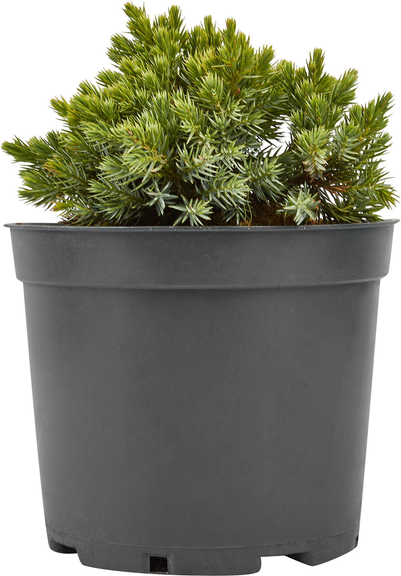 Можжевельник Блю Стар Santreyd — голубая звезда вашего сада 85320173 STLM-0061338 - Вид №1