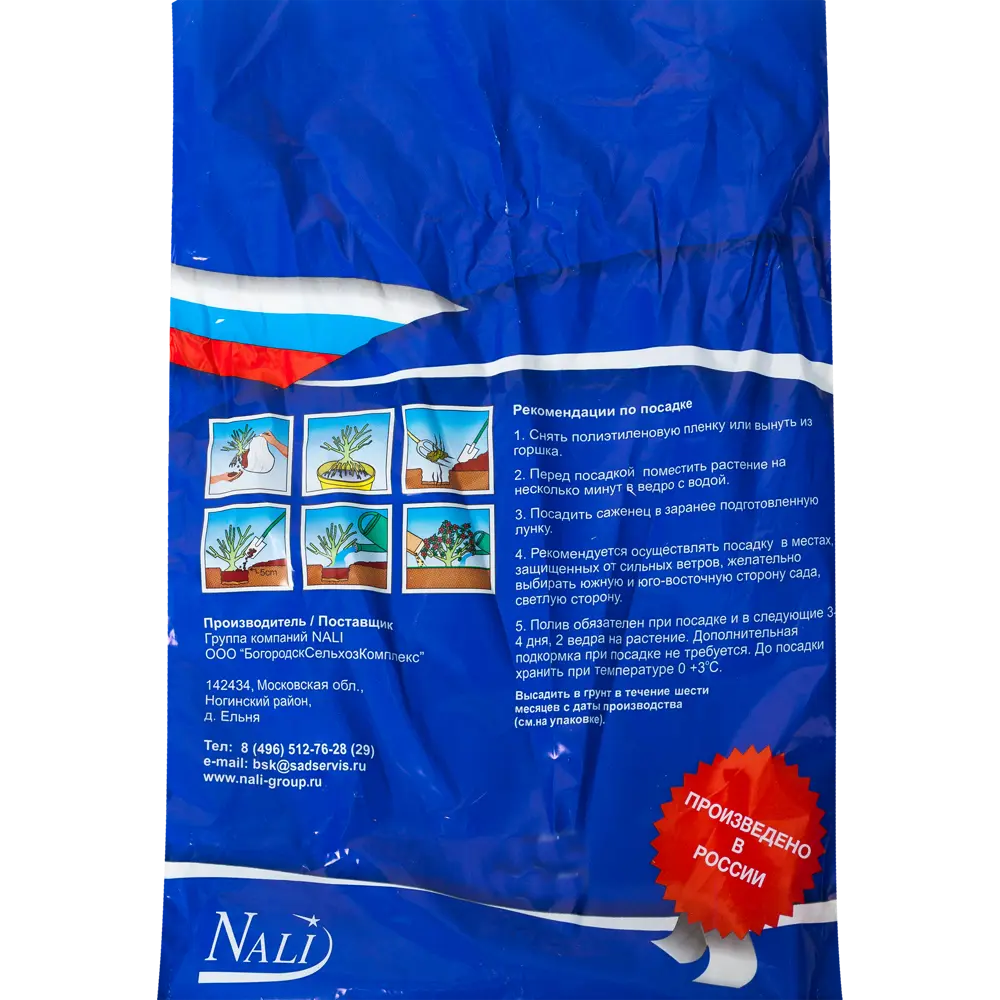 Смородина чёрная «Гуливер» (1 год) Santreyd STLM-2140653 - Вид №2