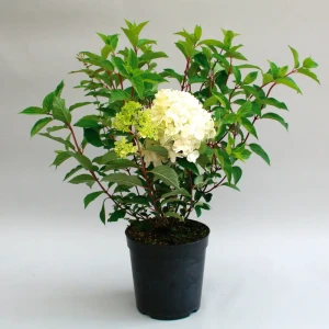 Гортензия метельчатая микс - пышный многолетник для сада 82703596