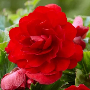 Бегония «cascade Red», 4х5 см 13064820 STLM-2206191