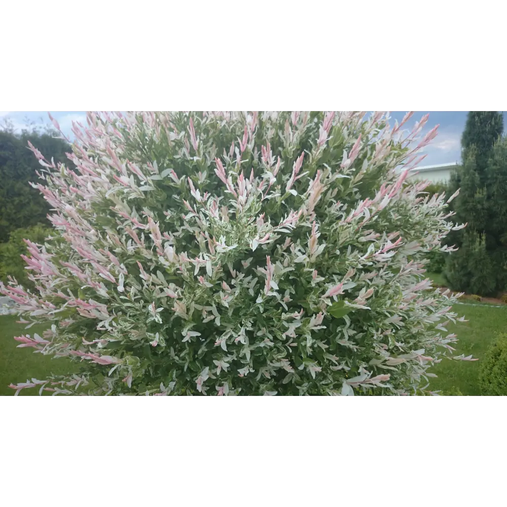 Ива цельнолистная «Хакуро-нишики» 9x15 см 82625253 STLM-2142824 PLANTMARKET 