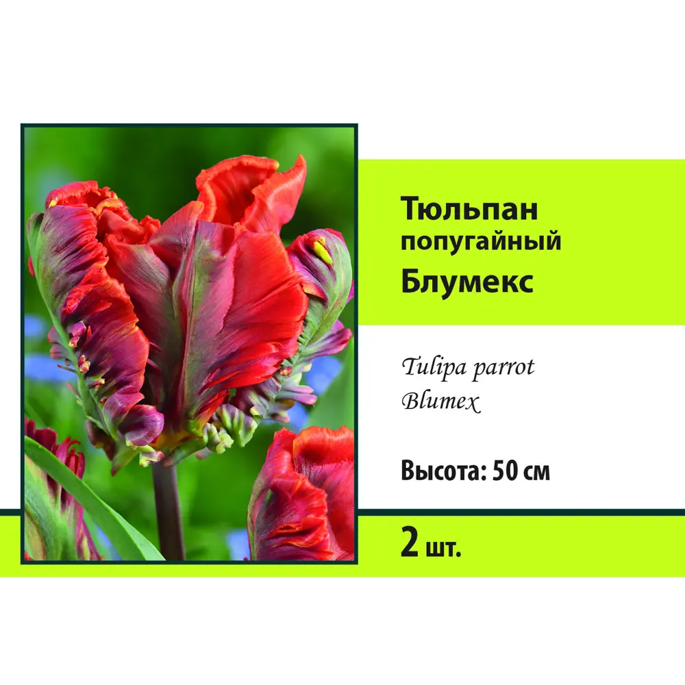 Тюльпан попугайный Блумекс луковица 10/11, 2 шт Santreyd STLM-2127969