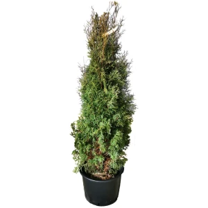 Туя западная Фастигиата h200 см