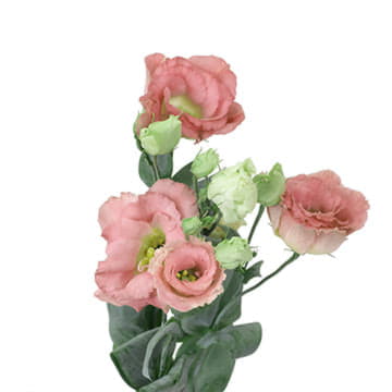 Лизиантус ду мега лиг шампань 75 см Santreyd 24155