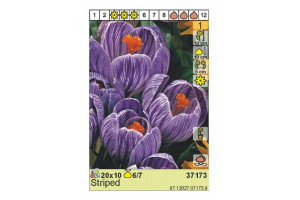 18441661 Луковица Крокус Страйпэд 6/7 фиолетовый, 10 шт. 37173 HBM