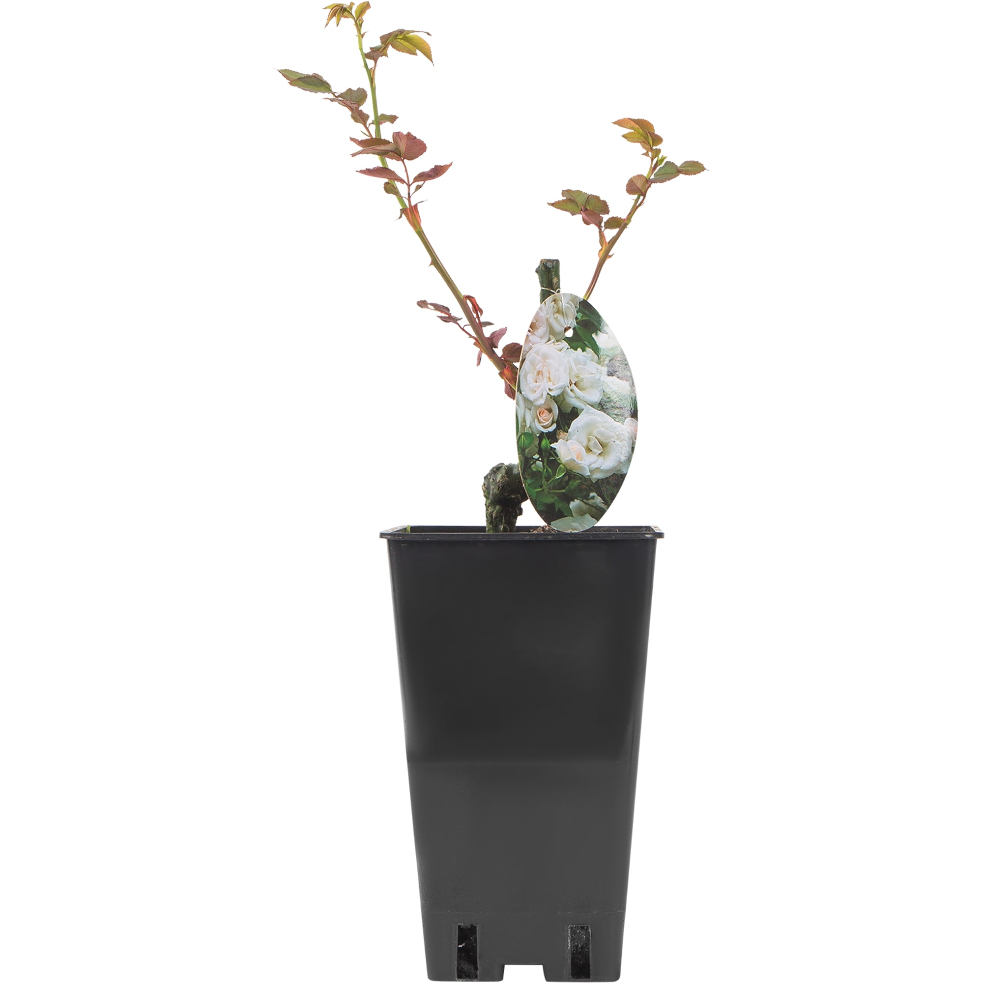 82594789 Роза парковая «Свани» 15x30 см Santreyd  - Вид №1