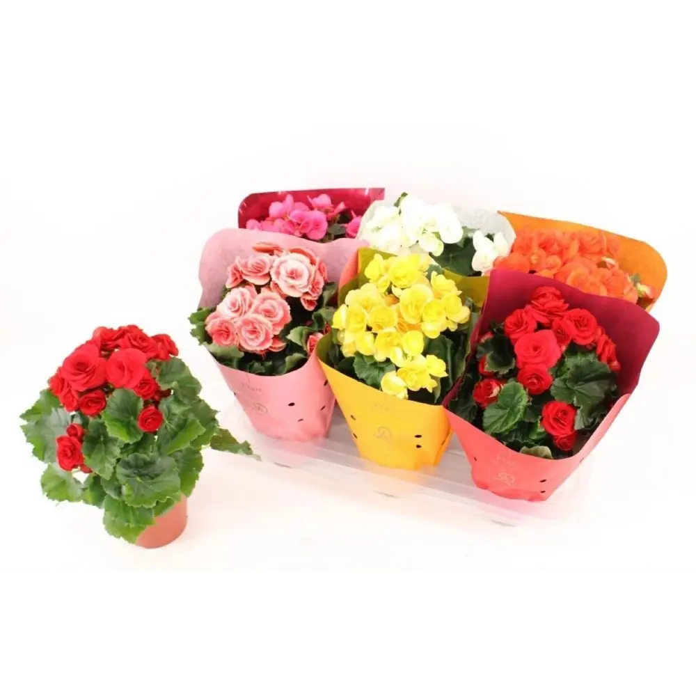 Бегония Дольче Аморе Дабл микс ø14 h30 см 89441658 STLM-2093549 Santreyd 