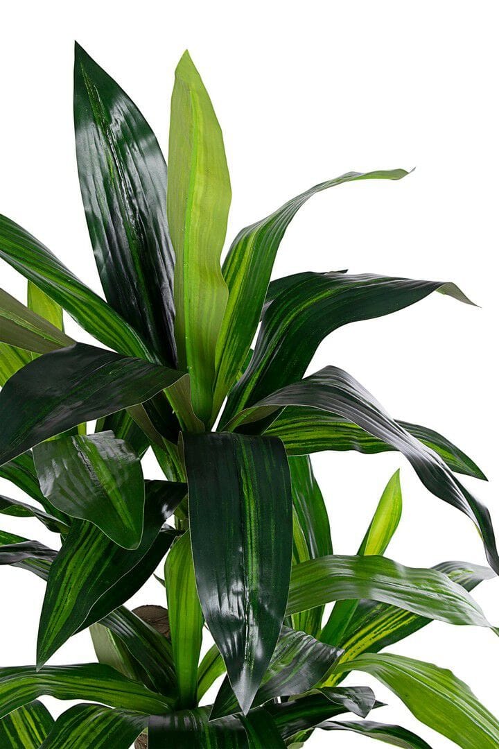 Искусственное растение BIZZOTTO DRACAENA ARCH-00014451 - Вид №2