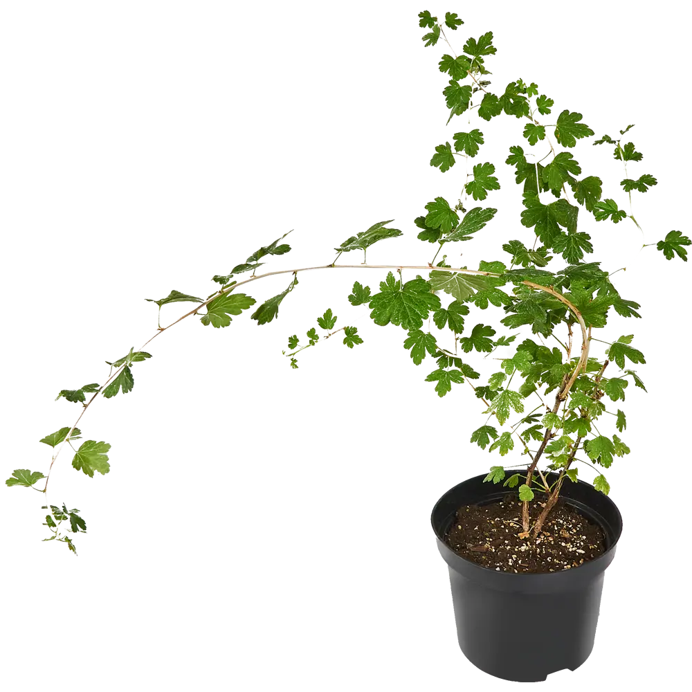 Крыжовник обыкновенный Садко ø15 h45 см PLANTMARKET STLM-2006756 - Вид №1
