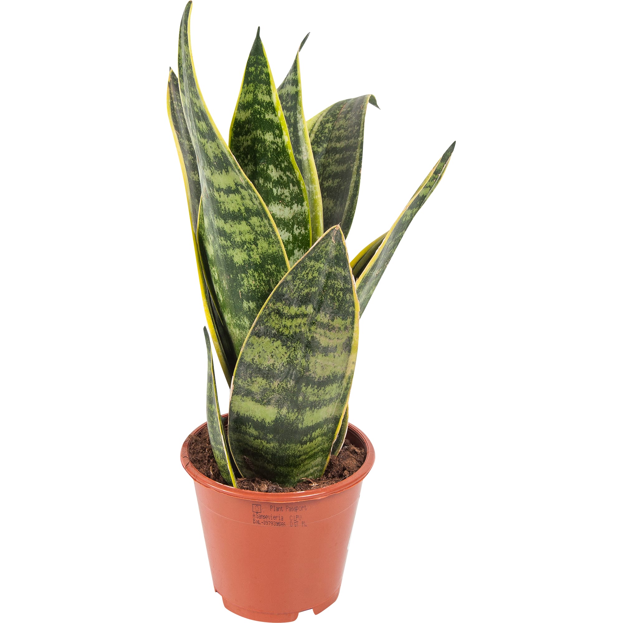 82850384 Сансевиерия "Футура Суперба" 12х30 см Santreyd 