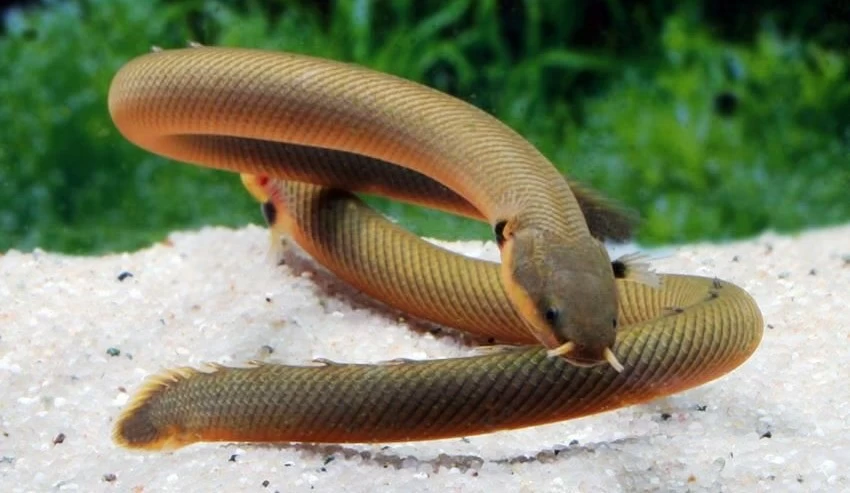 Видео со змеями и рыбами смотреть онлайн видео смотреть