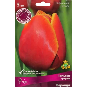 Тюльпан Триумф Веранди, 5 шт 85205592 STLM-2088484