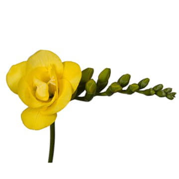 Фрезия ду солеил 52 см Santreyd 26088