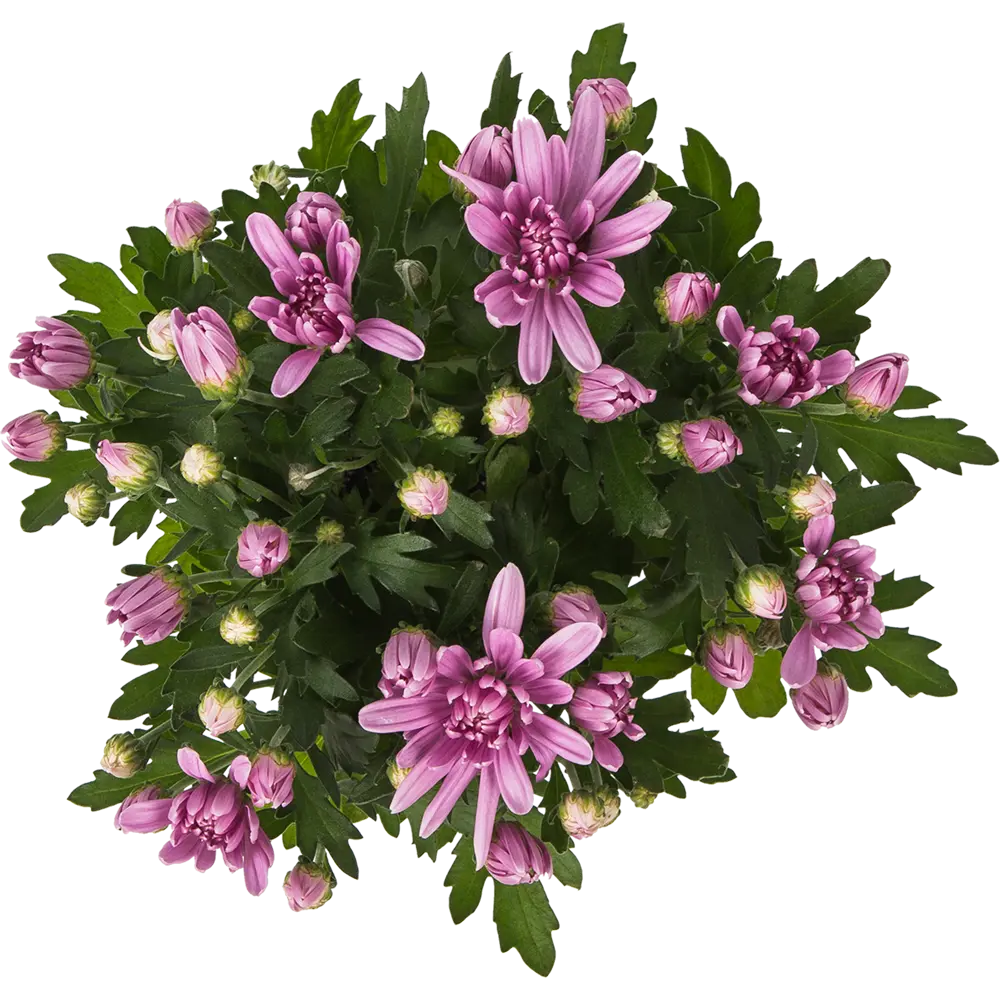 Хризантема индийская микс d12 h30 18785686 STLM-2174779 Santreyd  - Вид №1