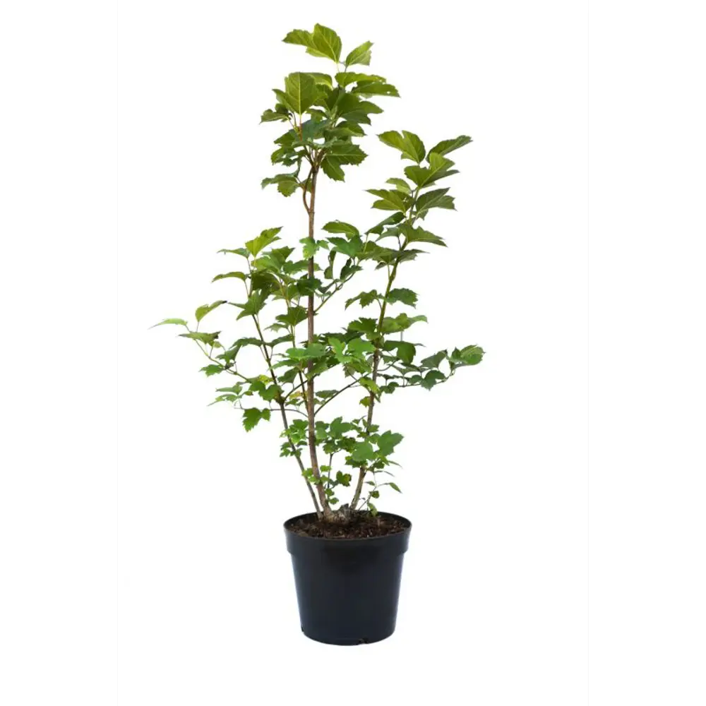 Пузыреплодник калинолистный Наггет ø19 h40 - 60 см 89465379 STLM-2009117 PLANTMARKET  - Вид №1