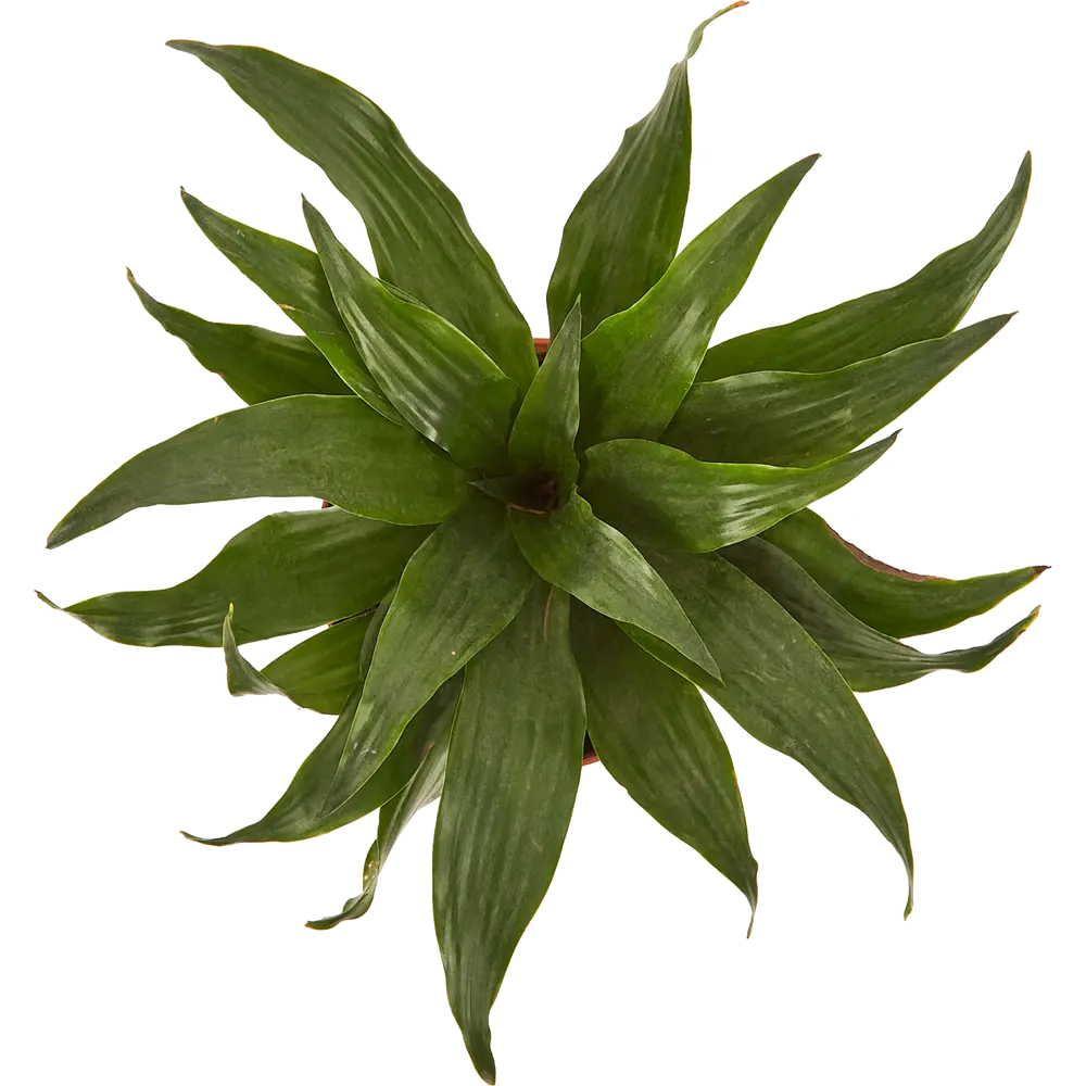 Драцена Компакта Santreyd — изящное тропическое растение для интерьера 83985959 STLM-0045806 - Вид №1