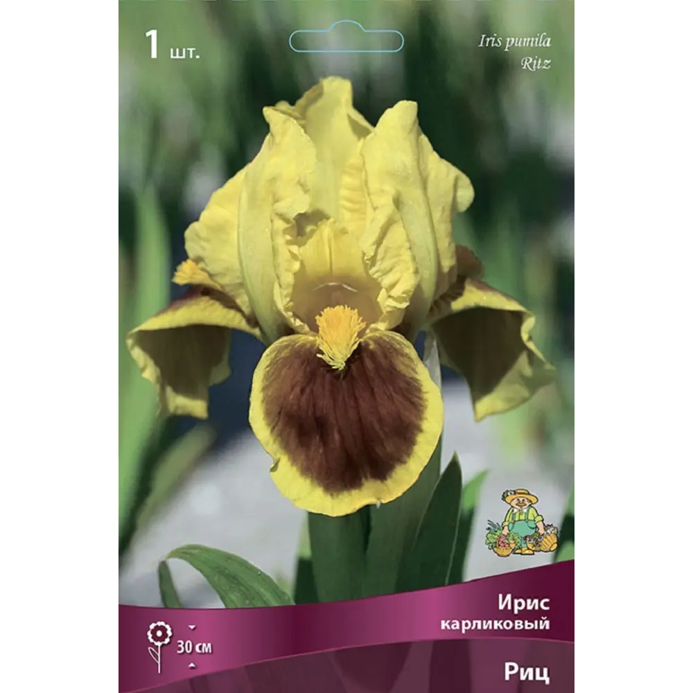 Ирис карликовый Риц ПОИСК STLM-2083563 - Вид №1