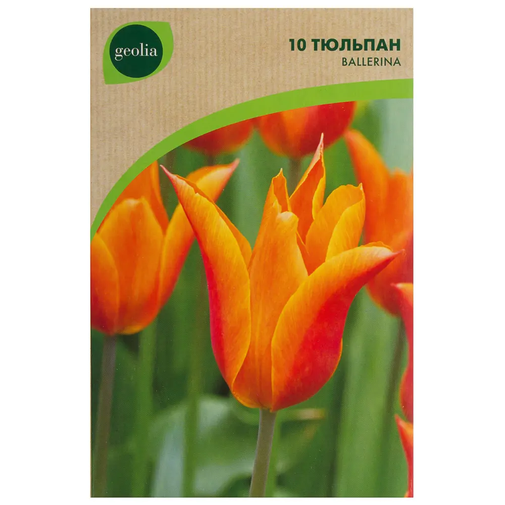 Тюльпан Ballerina GEOLIA 10 шт/9 STLM-2187627 - Вид №1