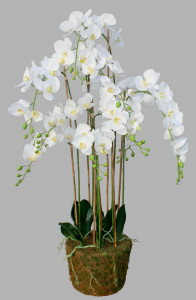 87354 Орхидея 9 веток выс 150 см COR MULDER