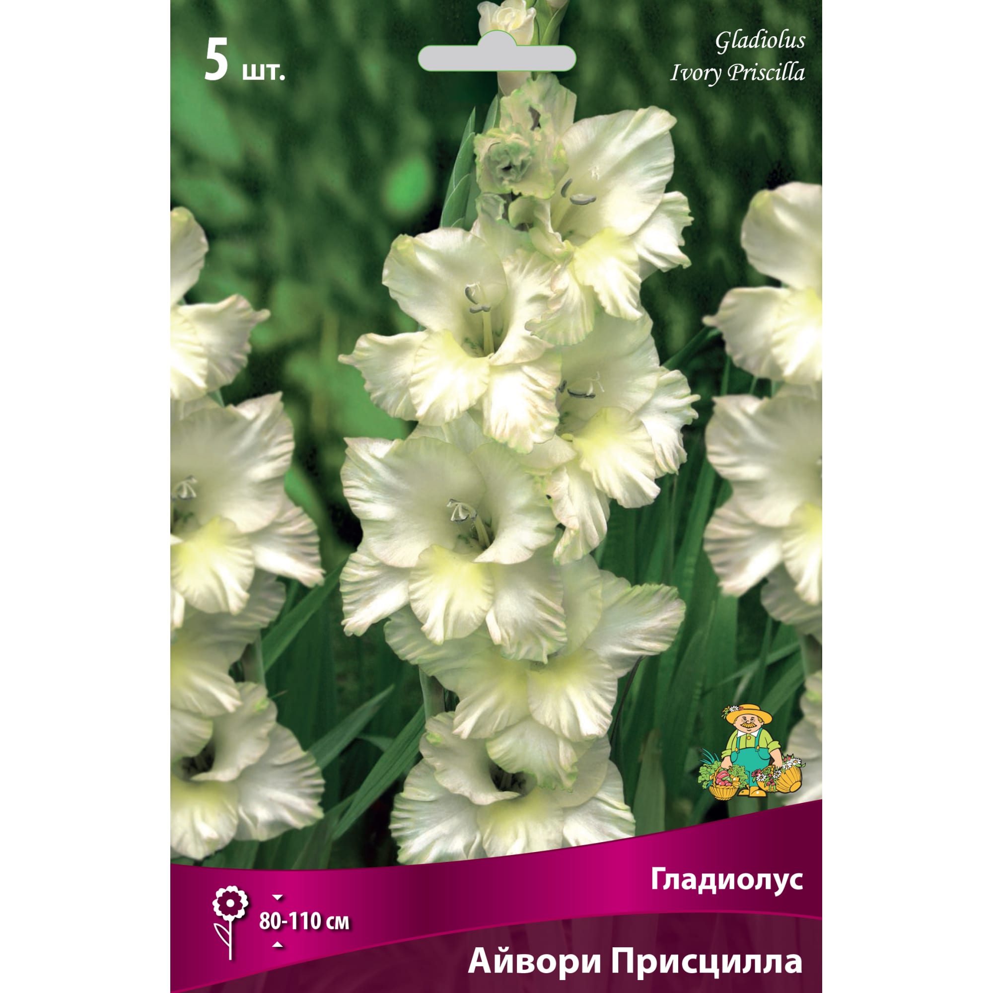 82530149 Гладиолус крупноцветковый «Айвори Присцилла» Santreyd 