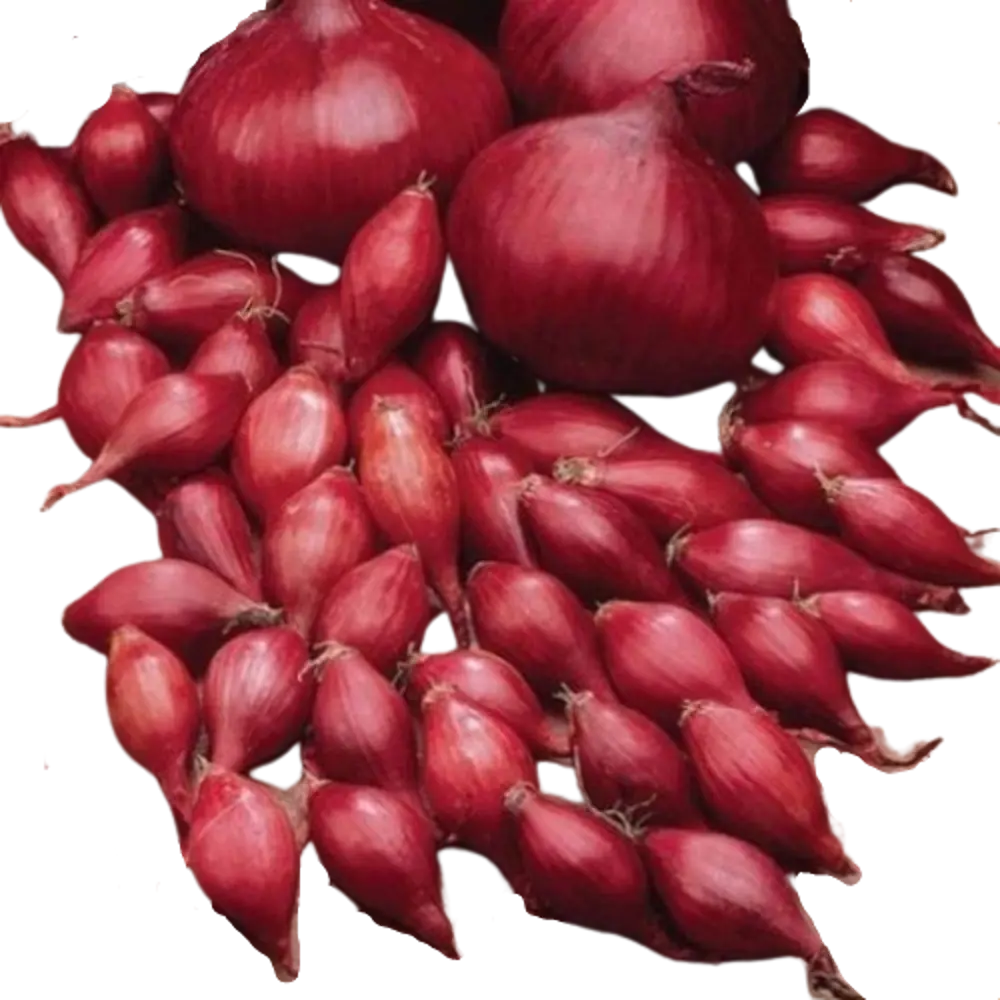 Лук севок Престиж Семена Кармен МС 10/21 0.9 кг STLM-2157721