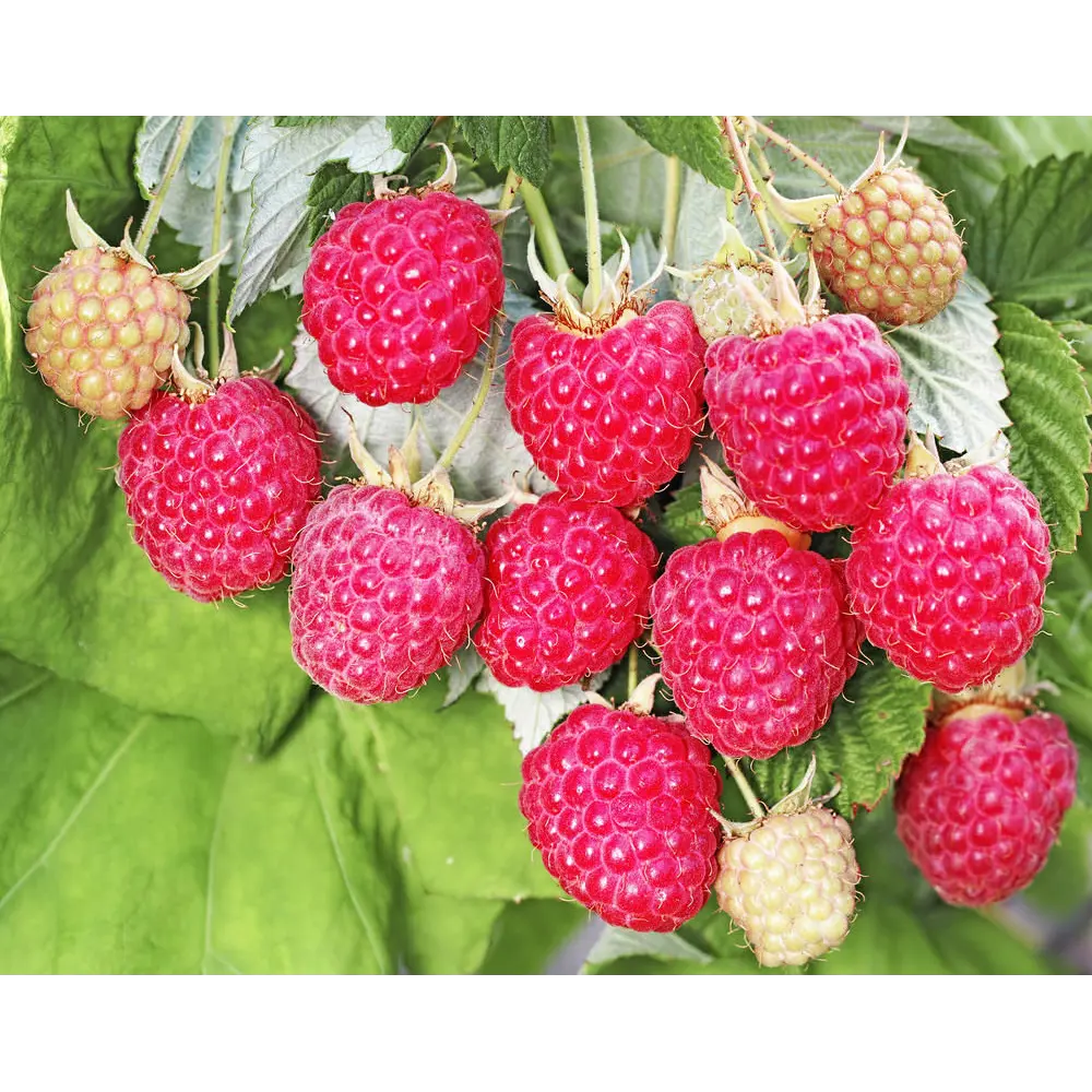 Малина обыкновенная Бригантина пакет PLANTMARKET STLM-2038543