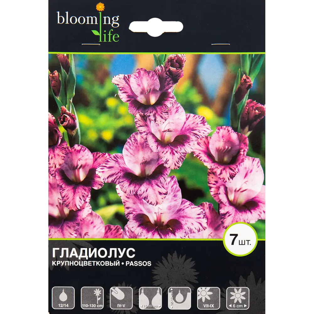 Гладиолус крупноцветковый Пассос 12/14, 7 шт BLOOMING LIFE STLM-2012981
