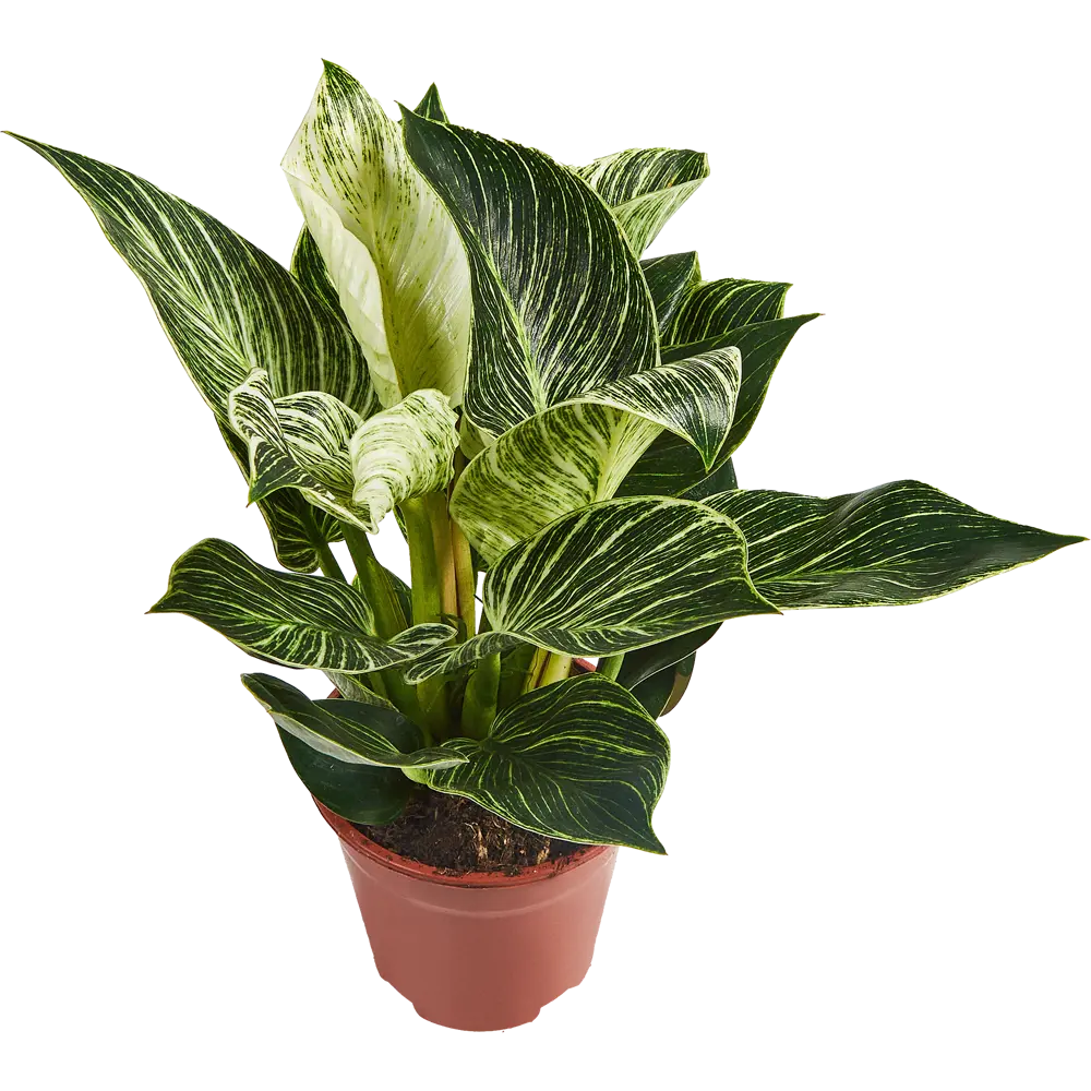 Филодендрон Биркин Santreyd — комнатное растение с контрастными листьями 85062737 STLM-0058077 - Вид №2