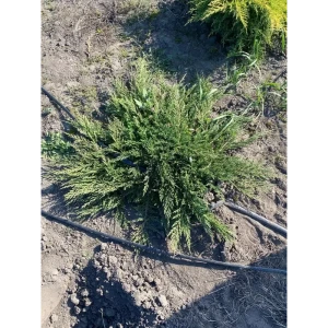 Можжевельник Принц Уэльский h120 - 140 см