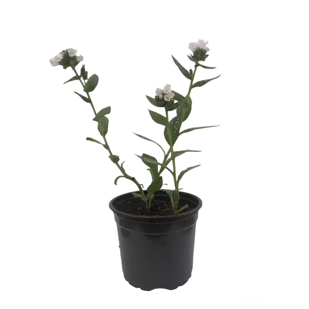 Медуница микс ø12 h7 см АГРОНИ STLM-2120450