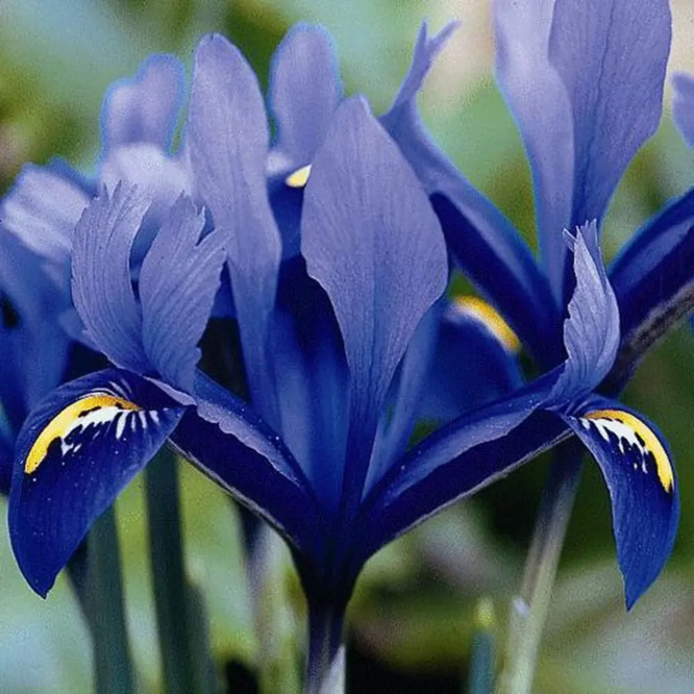 Ирис Geolia «Harmony» STLM-2126034