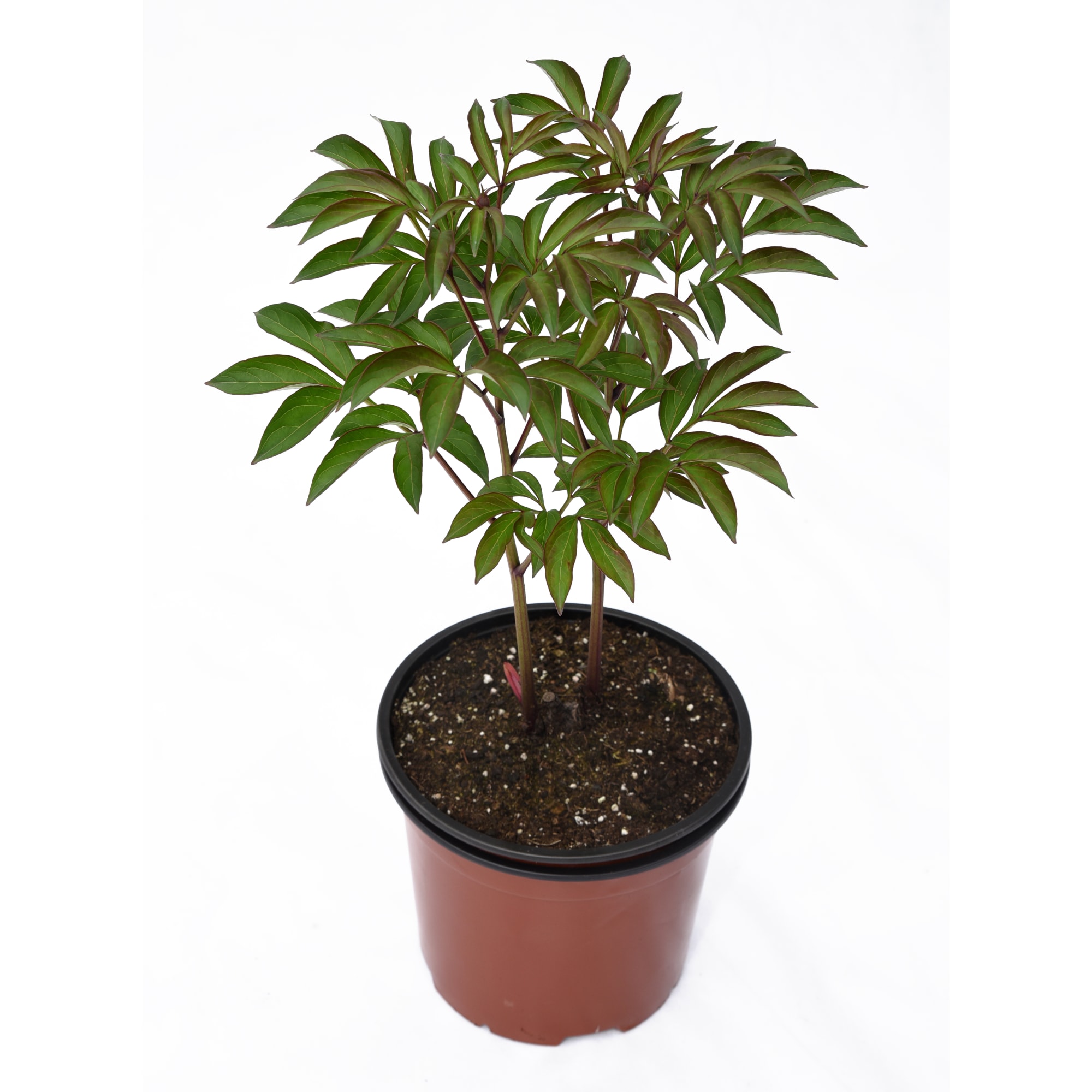 85324445 Пион молочноцветковый Сара Бернар ø14 h50 см Santreyd  - Вид №1