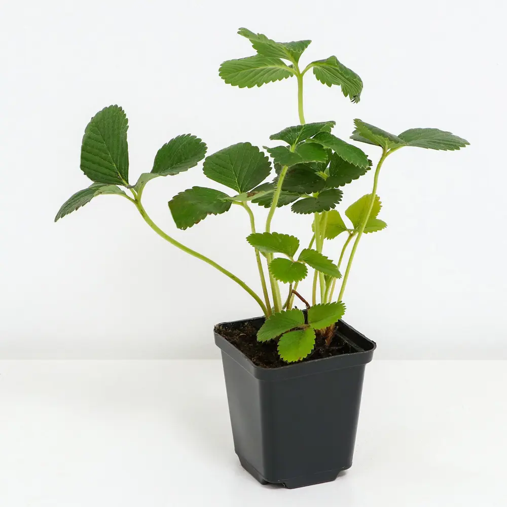 Земляника садовая Эльсанта PLANTMARKET STLM-2071329 - Вид №1