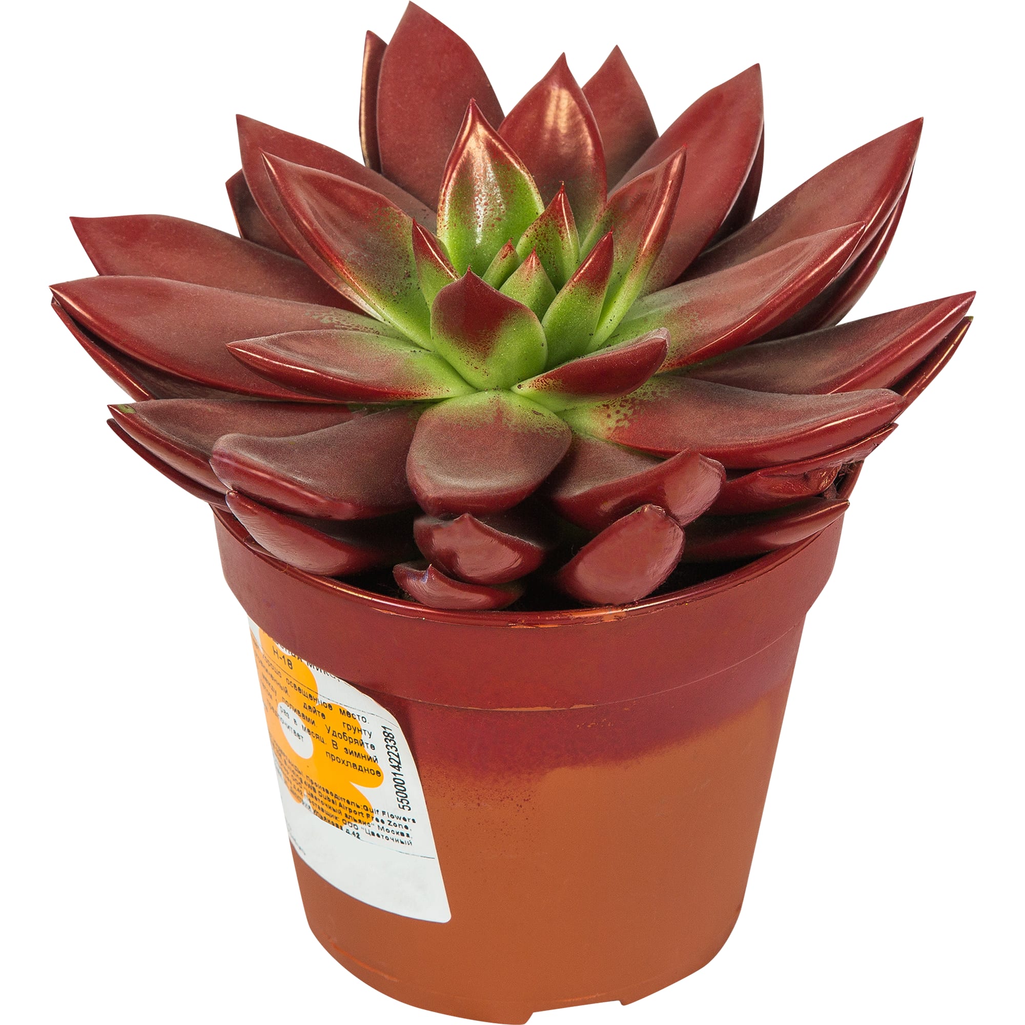 82929557 Эхеверия окрашенная микс 12x18 см Santreyd  - Вид №1