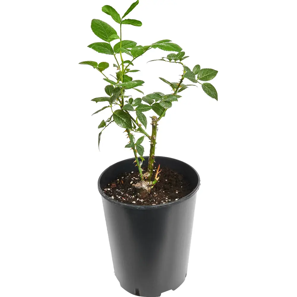 Роза парковая Вильям Шекспир ø18 h20 см 89465455 STLM-2063044 PLANTMARKET  - Вид №1